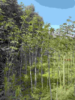Raspberry Sweet Leaf Tea Used for Maternal Health Care and Boost Immunity