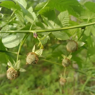 China herbs Premium Raspberry Leaf Mother Wellness Tea Dried Pure Red Raspberry Leaf Cut Sifted Pregnancy Tea Bags for Women