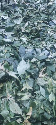 Raspberry Leaf Can Lower Blood Pressure and Is a Natural Sweetener, Medicine, Sugar, Tea - All in One