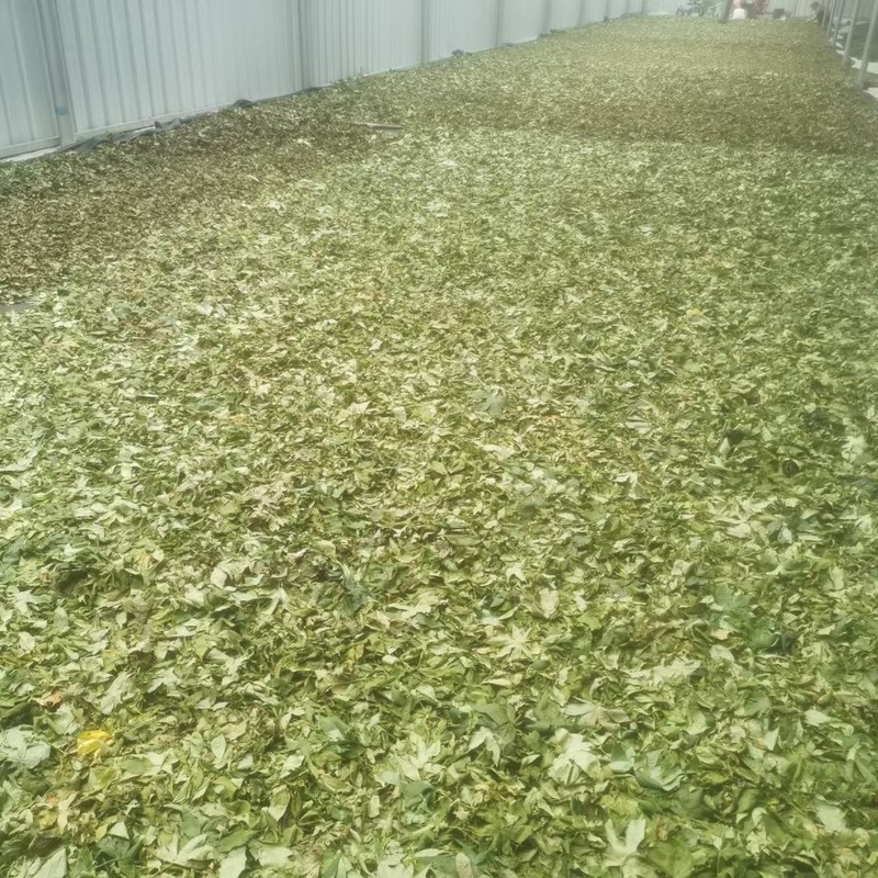 Raspberry Leaf Can Lower Blood Lipid Levels, Blood Sugar Levels, and Delay Aging. It Has No Any Toxic Side Effects