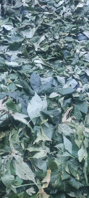 Raspberry Leaf Can Lower Blood Pressure and Is a Natural Sweetener, Medicine, Sugar, Tea - All in One