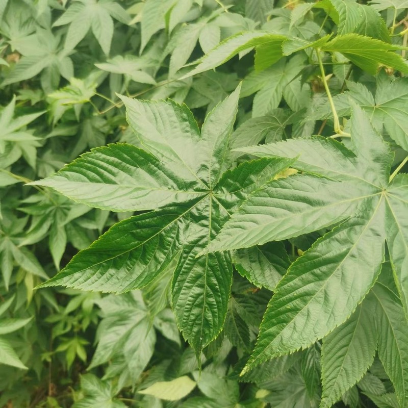 Raspberry Leaf High Sweetness Low Calorie Non-Toxic and No Pesticide Residue Natural Plant Leaf