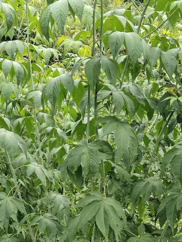 Wholesale blackberry sweet Leaf Tea Healthy Care Chinese Herbal Bulk Tea for Sale